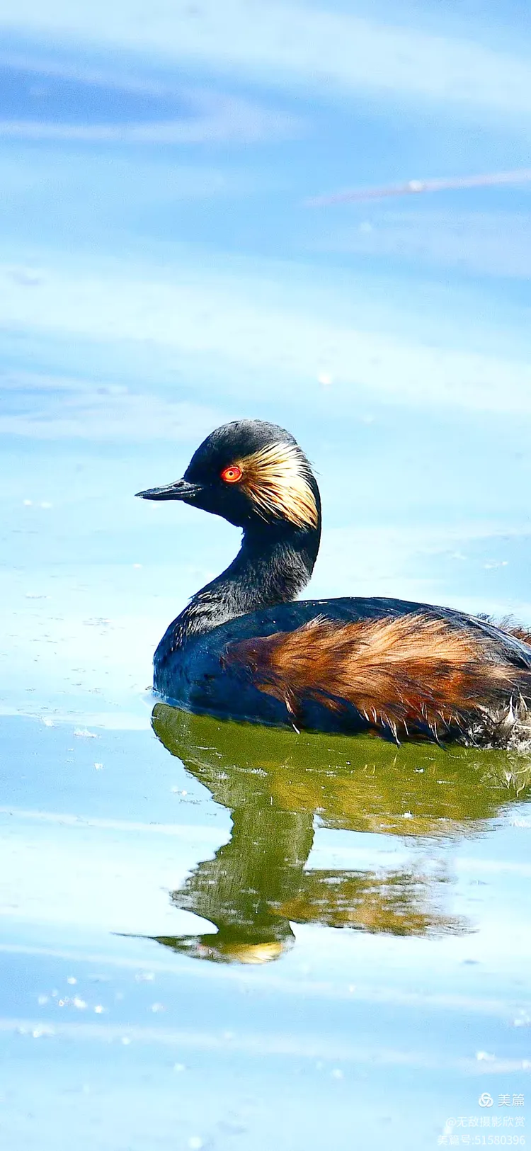 小红眼睛的黑颈䴙䴘